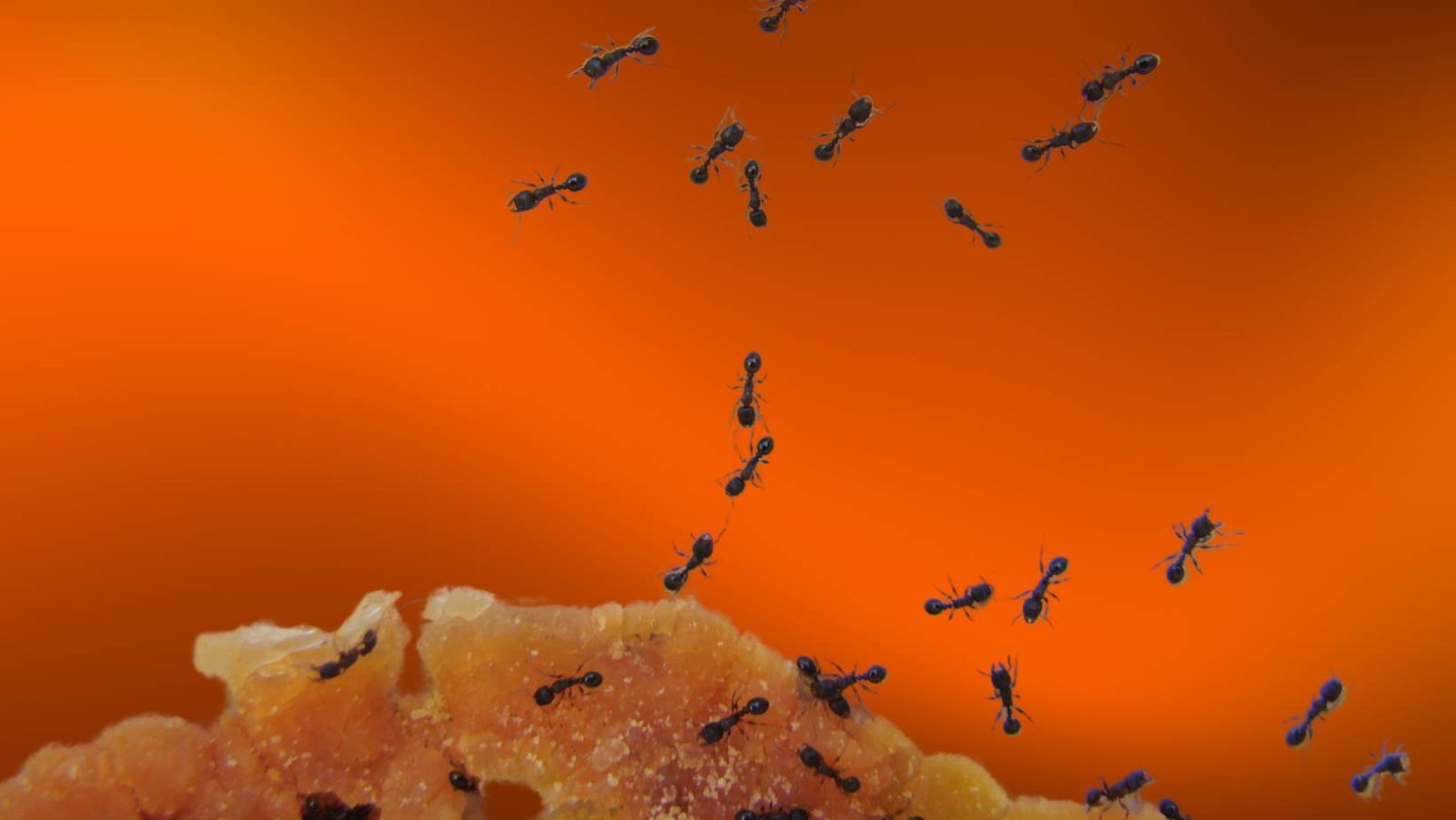 Maison envahie par les fourmis ? Ces 7 répulsifs naturels vont changer votre été