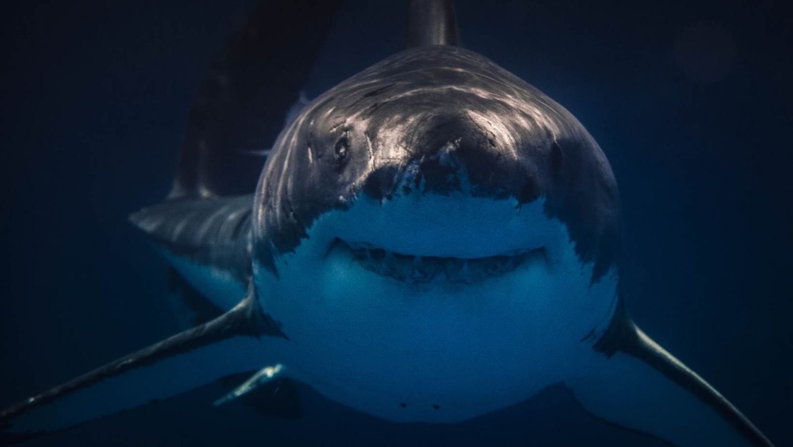 TOP 10: Les meilleurs films de requins pour avoir peur dans l'eau cet été