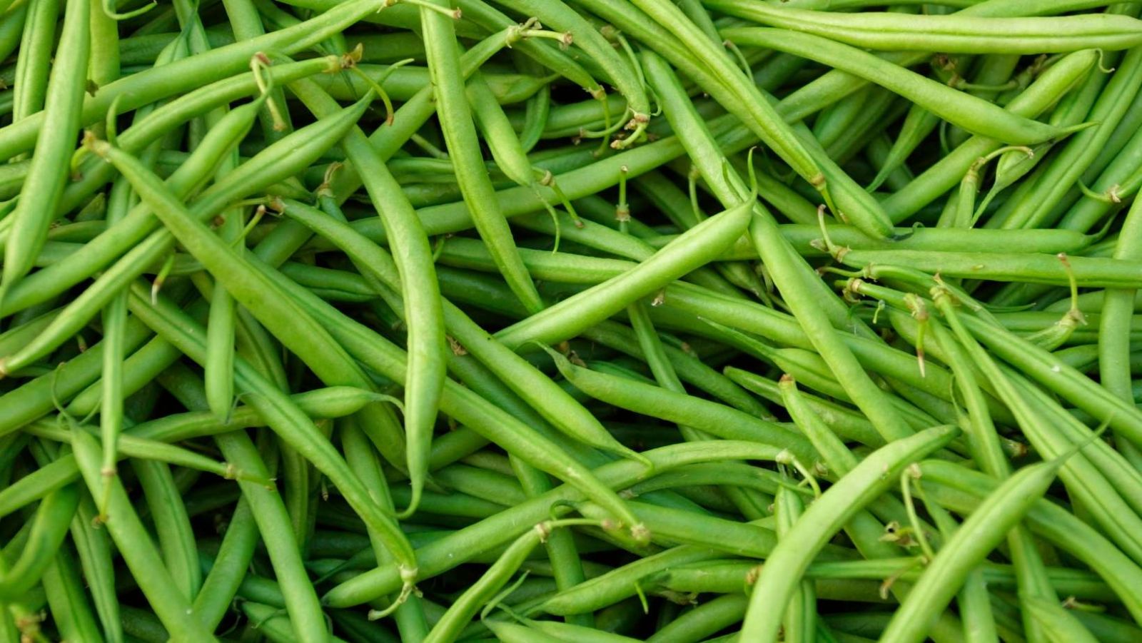 7 bonnes raisons de manger des haricots verts tous les jours