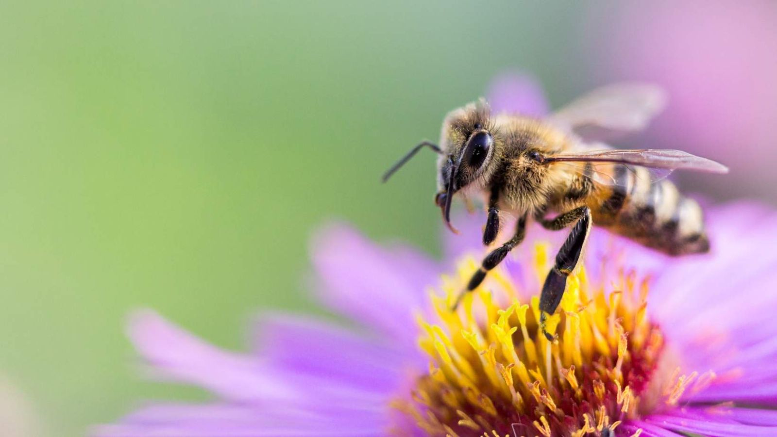 Piqûres d'abeille, de guêpe, de taon... Le remède miracle à avoir toujours sur soi cet été