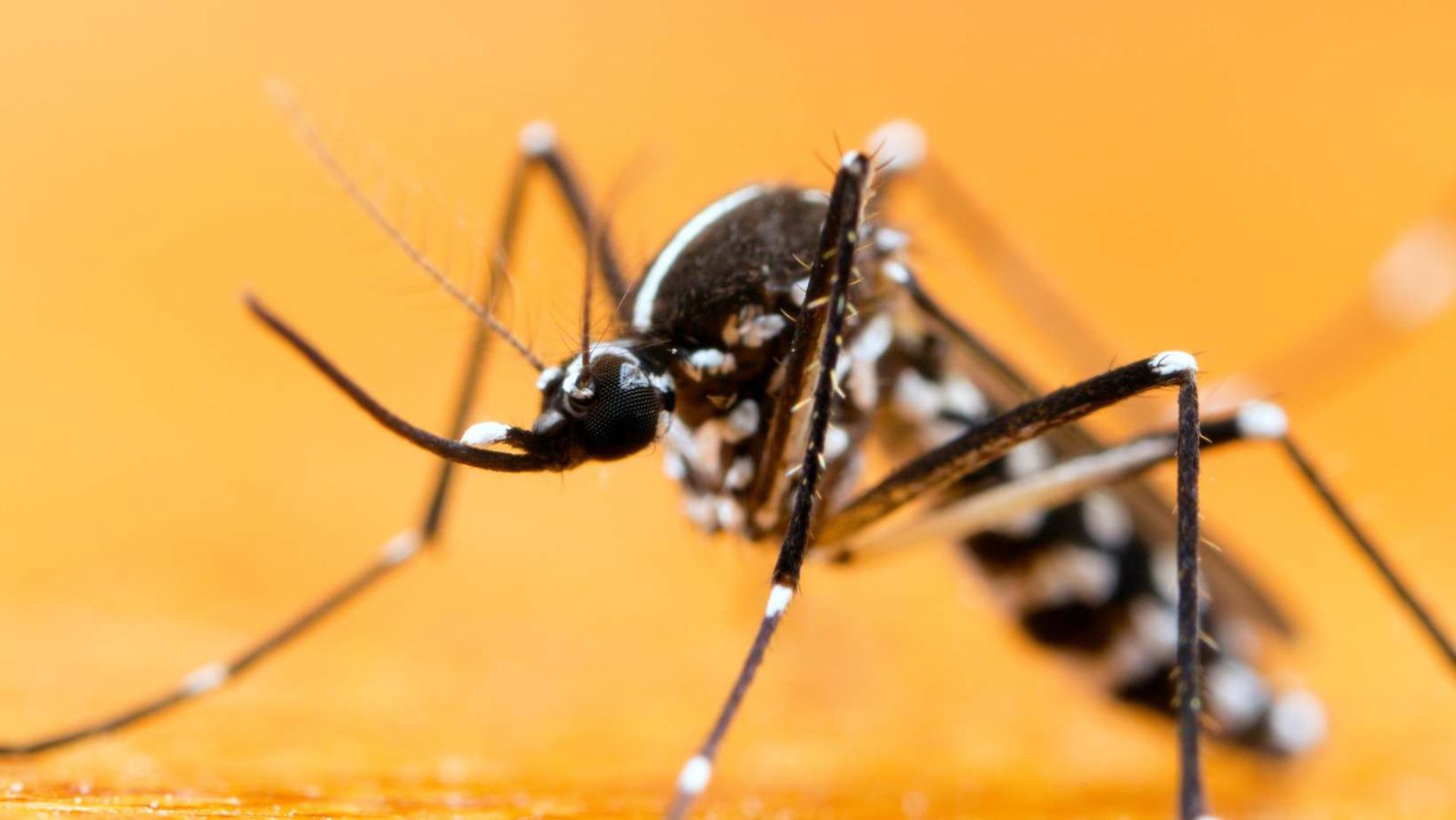 Invasion de moustiques tigres : la dermatologue Émilie révèle comment s'en protéger efficacement