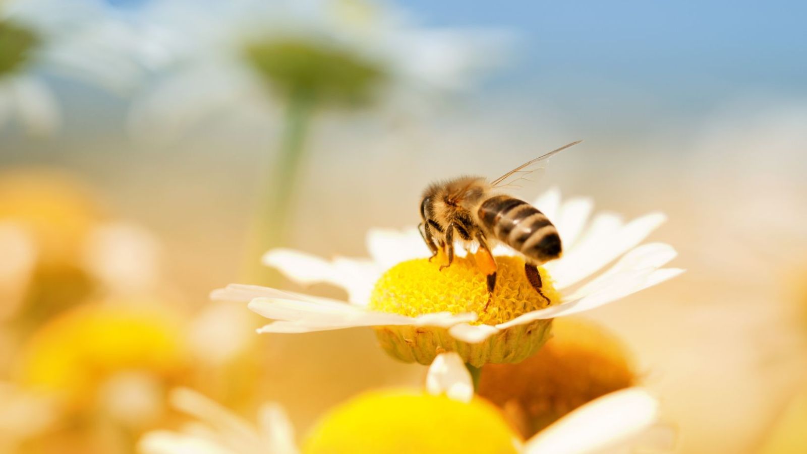 Remède de grand-mère pour éloigner les abeilles efficacement