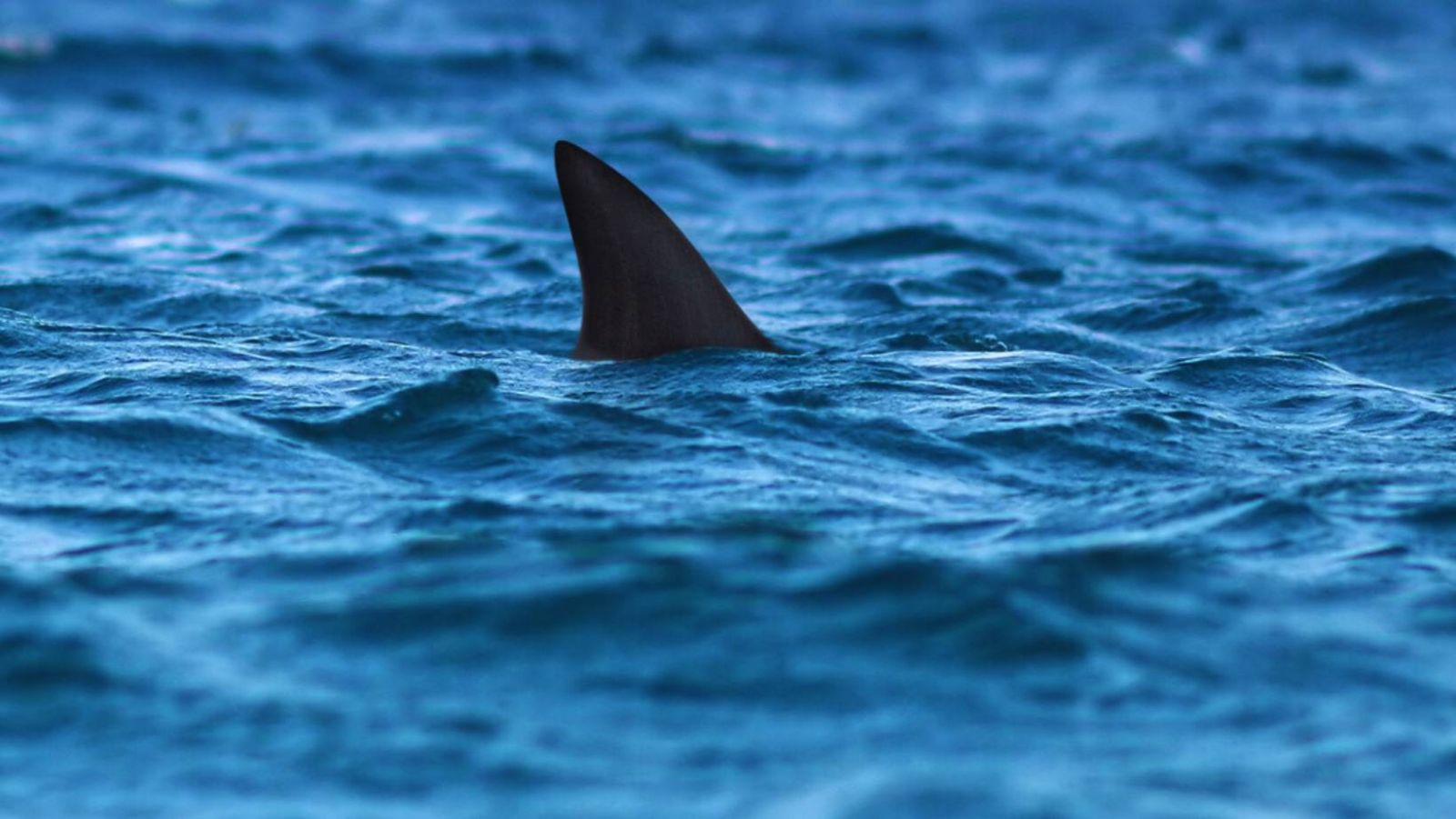 [Vidéo] Panique aux Canaries : un requin géant fonce sur les baigneurs, les plages évacuées en urgence