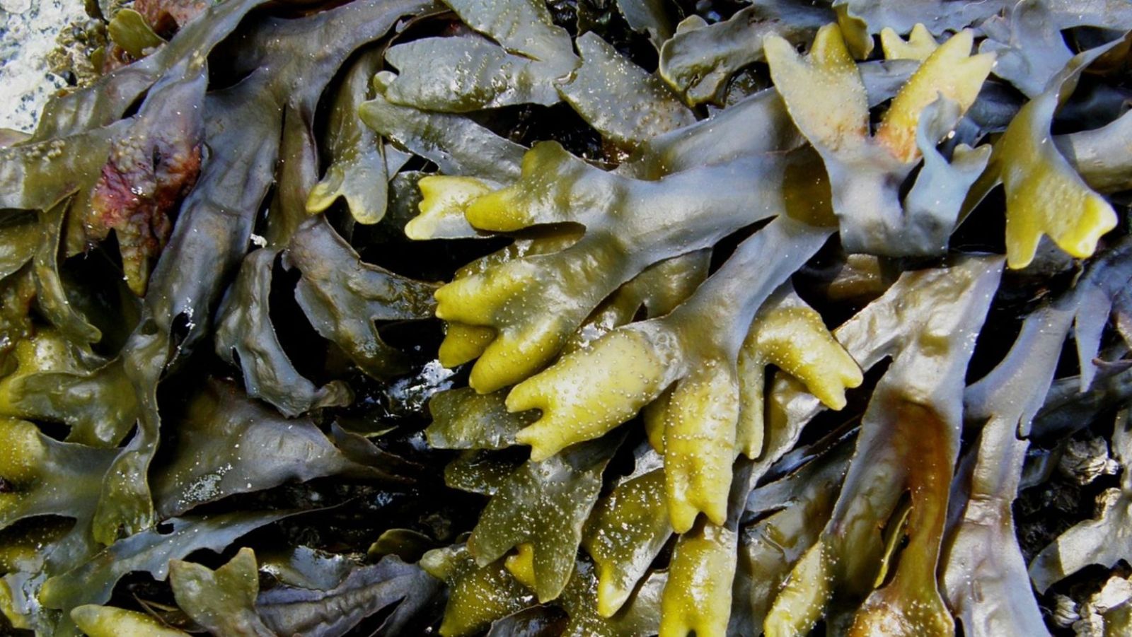 Découvrez l'algue miraculeuse qui chasse les toxines de votre organisme