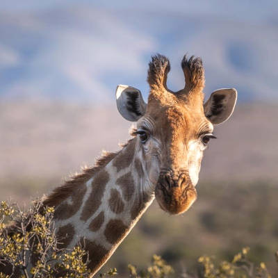 Journée internationale de la girafe, le 21 juin