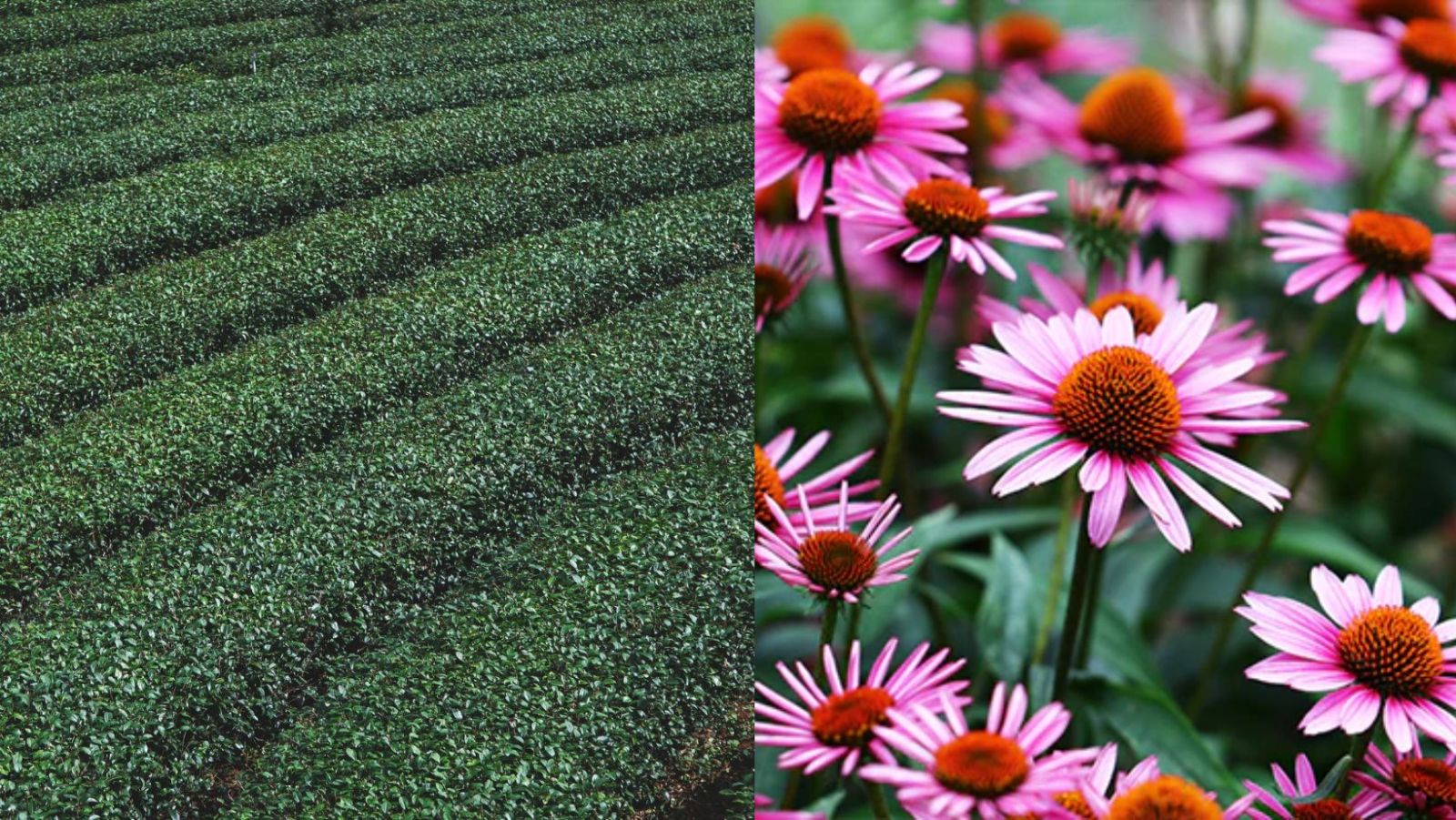 Ces 2 plantes à boire en tisane pourrait aider à prévenir le cancer de la peau