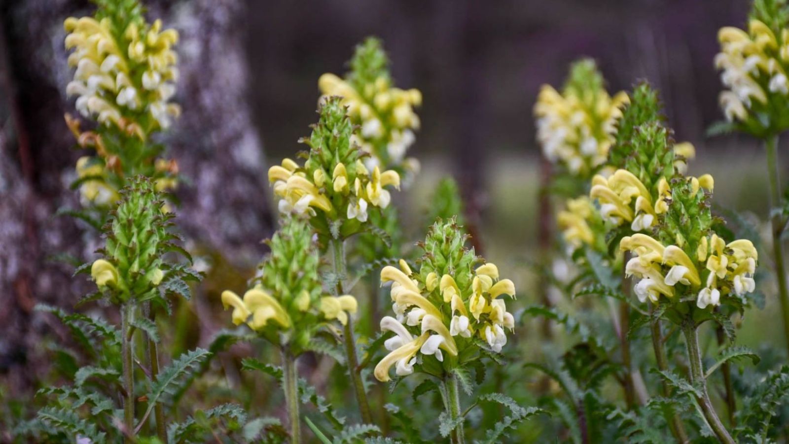 La plante alpine qui pourrait rendre les anxiolytiques obsolètes