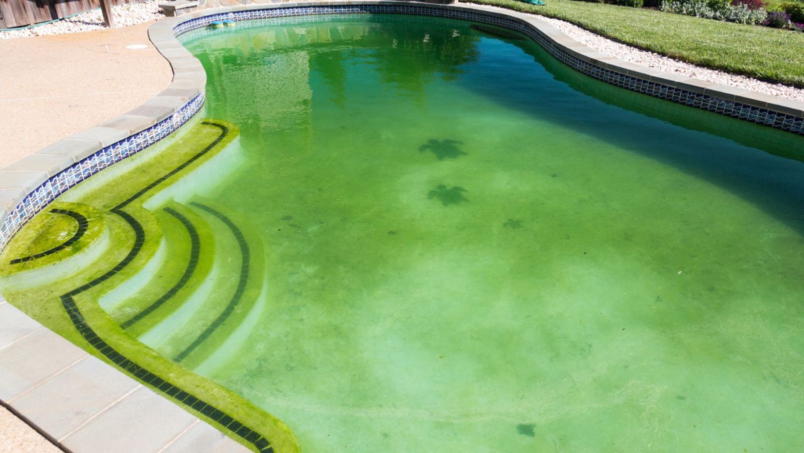 L'eau de votre piscine est verte ? Découvrez ces remèdes de grand-mère étonnants