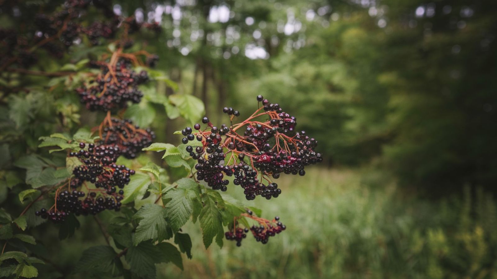 Ce fruit noir combat 73% de vos infections hivernales d'après la science